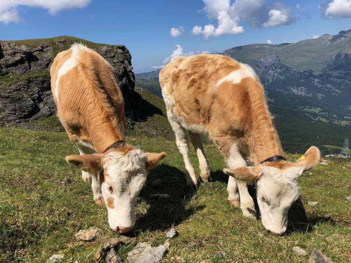 Apartmán Sunneblick Grindelwald