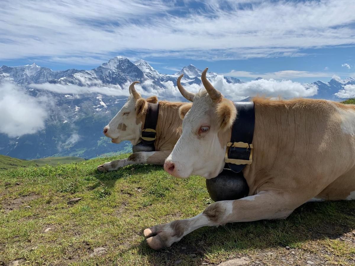 Apartmán Sunneblick Grindelwald